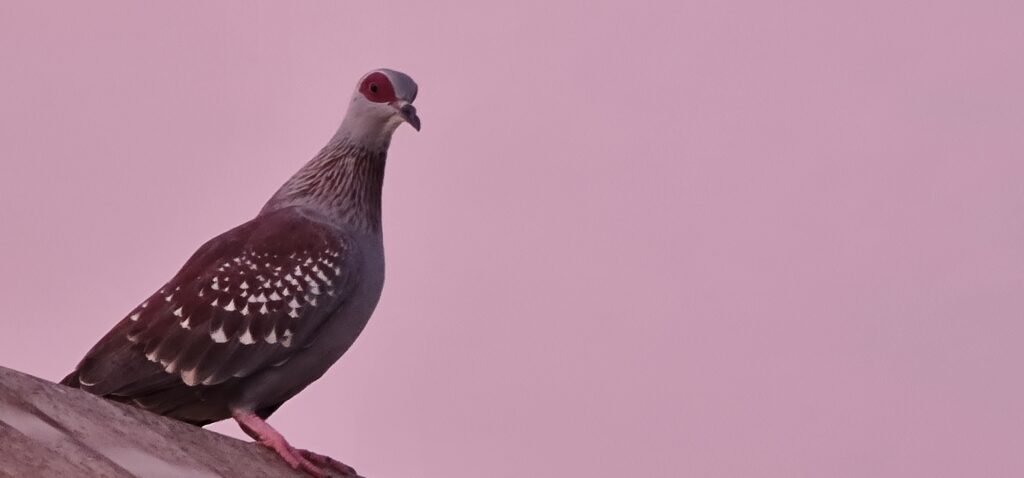 Atlantic Flyway Guides